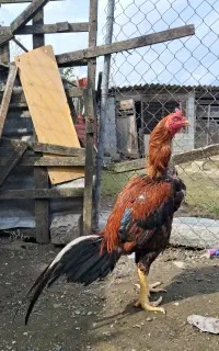خروس لاری اصیل ترک