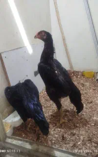 جوجه خروس سه ماه و مرغ اوشامو چهار ماهه