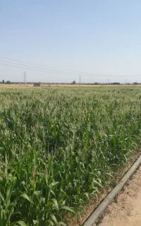 کشاورزی
