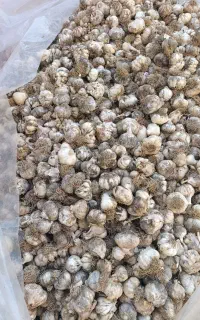 سیر محلی