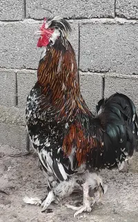 خروس سلطان