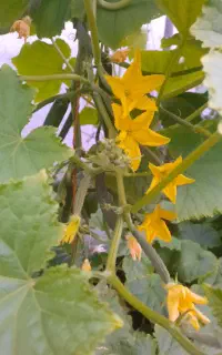 کار و زندگی در گلخانه