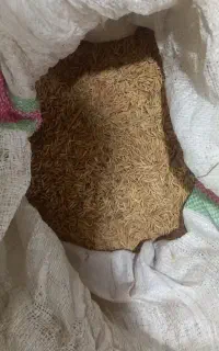 شالی فجر