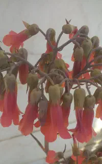 فروش خط تلفن ثابت ۳۶۵۱