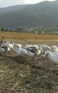 غاز بزرگ وچاق