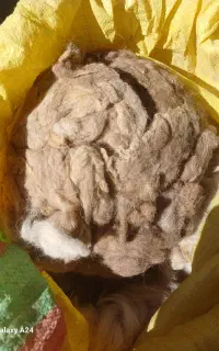 پشم بره و گوسفند