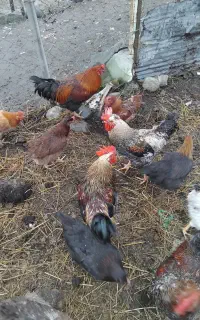 خروس فروشی