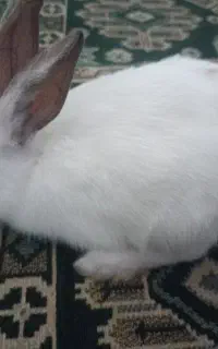 خرگوش چشم اشکی