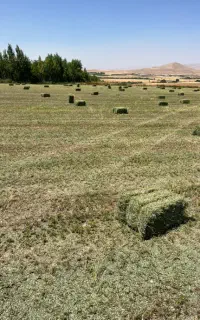 نیازمند کارگر ماهر بارگیری یونجە