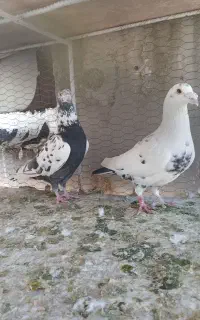 کبوتر