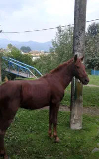 اسب کورند سال ۷