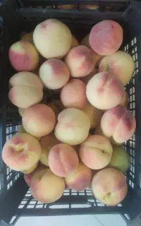 هلو کاردی