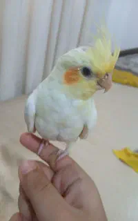 عروس هلندی گمشده