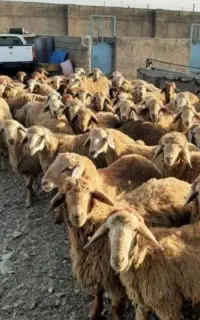 گوسفند شکم خالی چاق  زنده