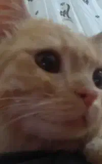 گربه میکس پرشین و بریتیش گلد نر