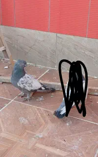 فرش سی*نه سبز