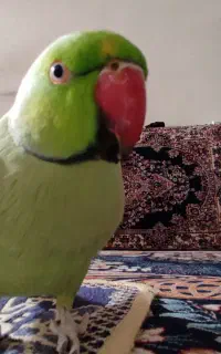 طوطی ملنگو نر