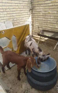 گیسه بز کهره دار