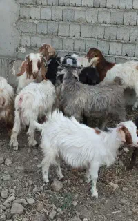 فروش بزغاله نر و ماده