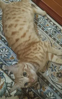 حیوانات