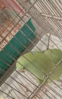 طوطی ملنگو ۴ ماهه