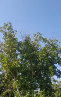 چیدن گردو وتکان دادن ‌گردو