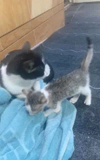 گربه