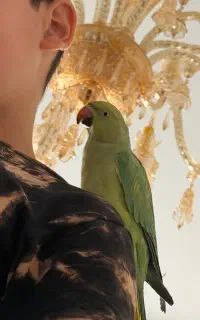 طوطی ملنگو