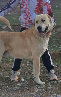 سگ پژدر