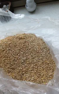 مقداری ارزن وکتان به فروش میرسد
