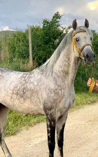 اسب عرب مصری