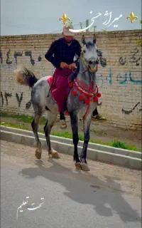 اسب نریان تازه سواری