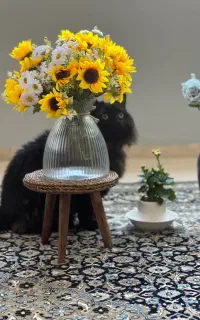 گربه مینکون میکس پرشین