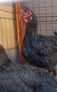 ۲عدد مرغ سیاه تخم گذار