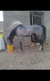 اسب