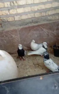 4 عدد طوقی 1عدد شیخ خارجی