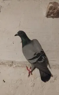 کبوتر