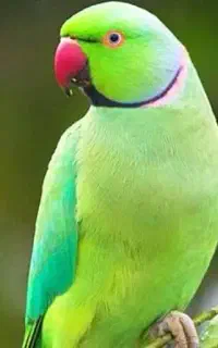 گمشده طوطی ملنگو