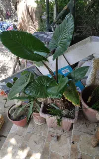 باباآدم