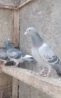 ۳ طوق کبوتر مسافتی اصیل