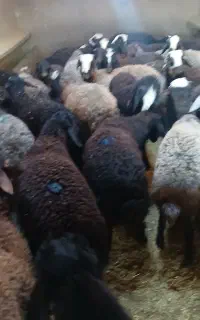 بره نر