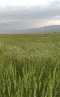 فروش کاه گندم وجو