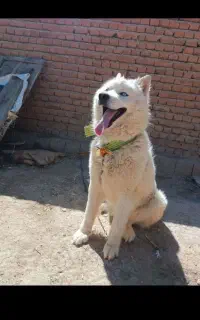 سگ هاسکی
