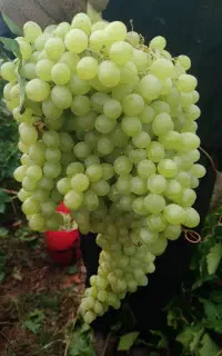 ۵نفر اکیپ کارگر چیدن انگور سیب