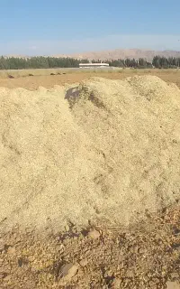 کاه لوبیا دشتروم بسیار مرغوب