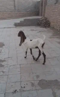 بز پاکستانی