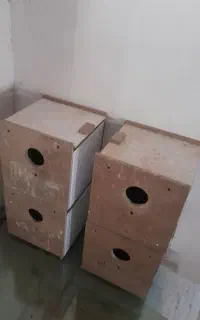 لونه برزیلی