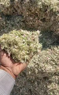 کاه لوبیا خورده درجه یک به شرط گیفیت