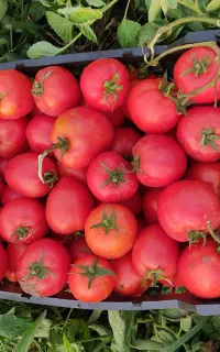 فروش گوجه فله