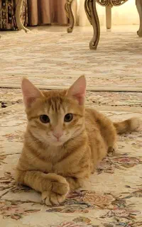 واگذاری گربه